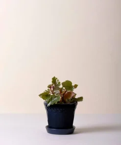 Bergs Potter Københavner Glazed, Ø 12 cm, Sett