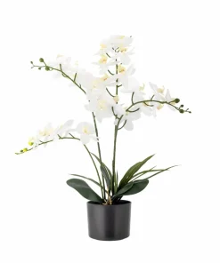 Bloomingville Orchid Plante