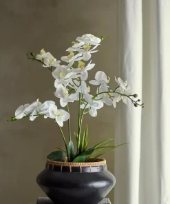 Bloomingville Orchid Plante