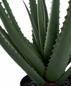 House Nordic Aloe vera