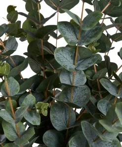 House Nordic Eukalyptus tre
