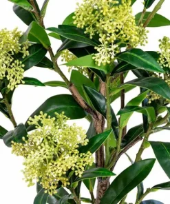House Nordic Skimmia