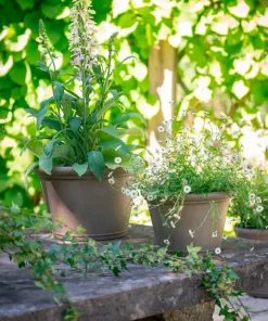 Wikholm Form Majvor Planter